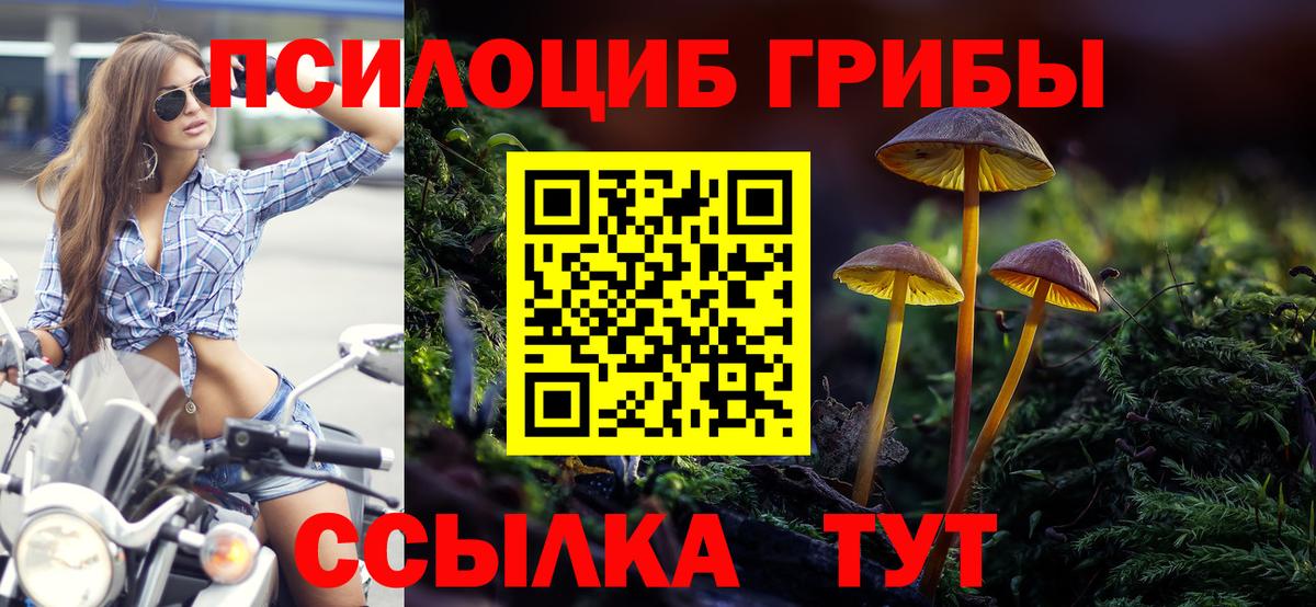 Курчатов  Псилоцибиновые грибы мицелий  Вход с VPN 